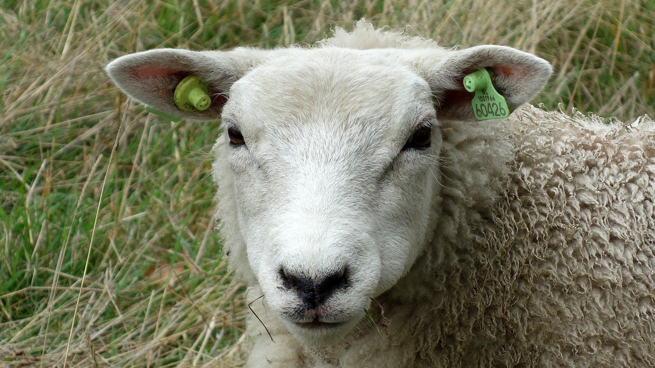 sheep 3635909 1280 Pixabay Creative Commons lizenzfrei